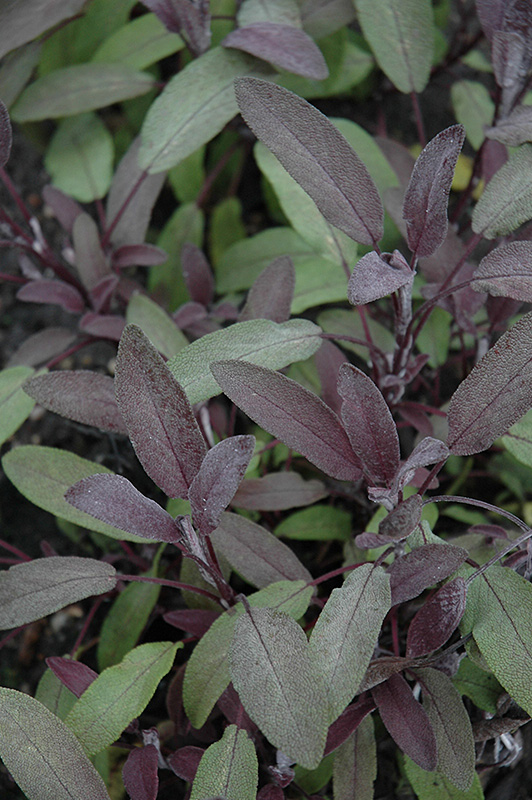 Purple Sage (Salvia officinalis 'Purpurascens') at Kennedy's Country Gardens