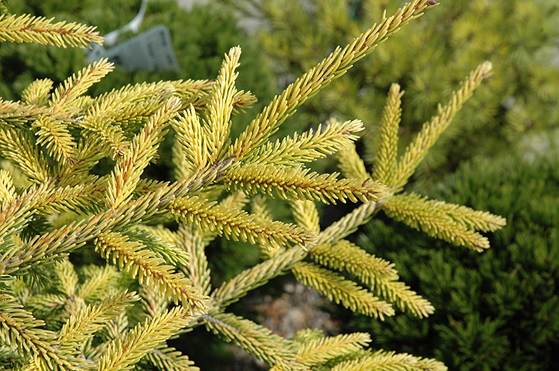 Skylands Golden Spruce (Picea orientalis 'Skylands') at Kennedy's Country Gardens
