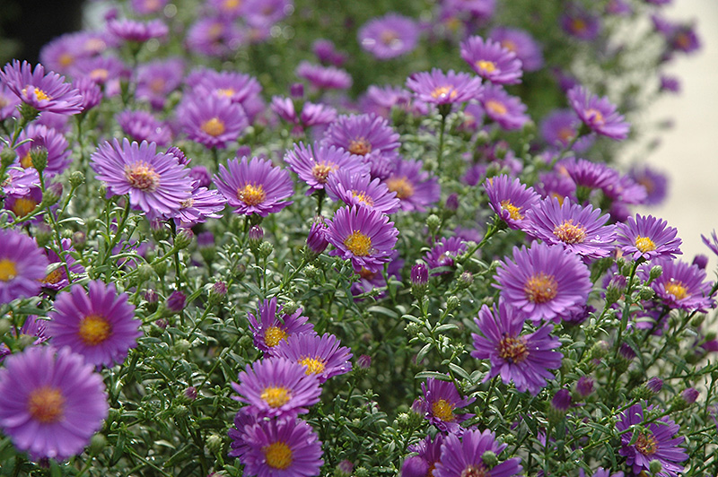 Believer Aster (Aster 'Yobeliever') at Kennedy's Country Gardens