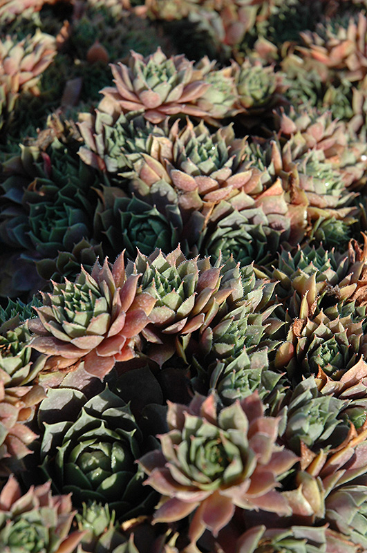 Red Heart Hens And Chicks (Sempervivum 'Red Heart') at Kennedy's Country Gardens
