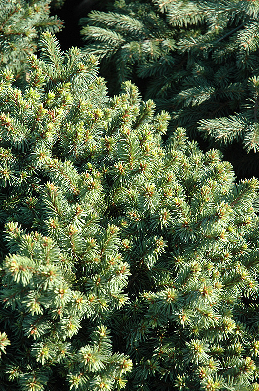 Lanham's Beehive Spruce (Picea abies 'Lanham's Beehive') at Kennedy's Country Gardens