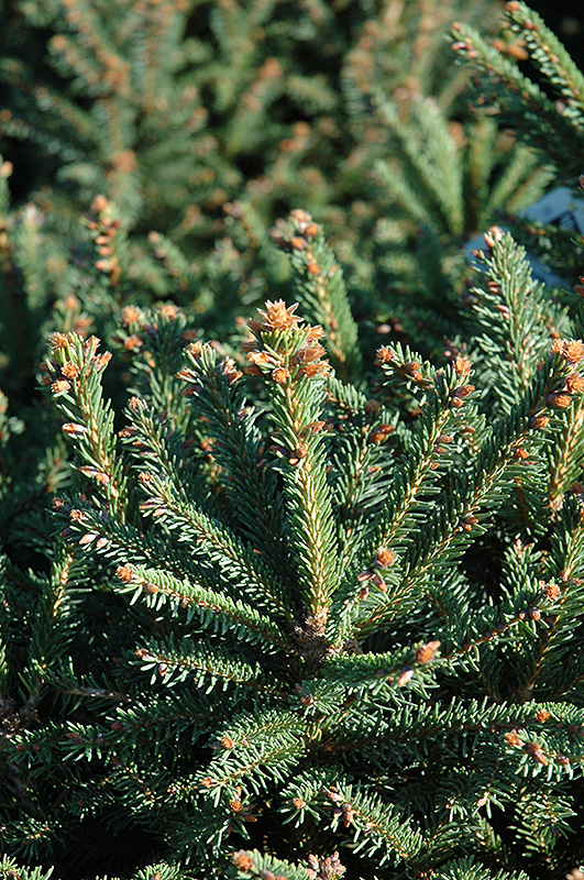 Sharpleaf Dwarf Norway Spruce (Picea abies 'Mucronata') at Kennedy's Country Gardens
