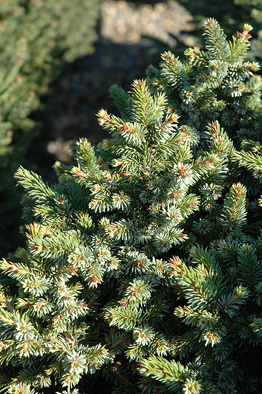 Pimoko Spruce (Picea omorika 'Pimoko') at Kennedy's Country Gardens
