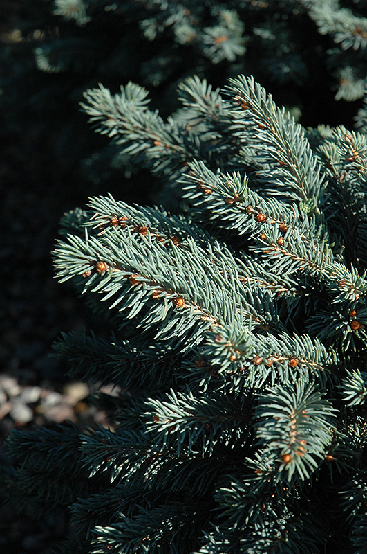 Waldbrunn Blue Spruce (Picea pungens 'Waldbrunn') at Kennedy's Country Gardens