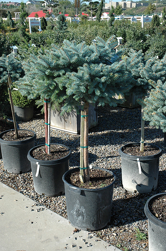 Globe Blue Spruce (tree form) (Picea pungens 'Globosa (tree form)') at Kennedy's Country Gardens