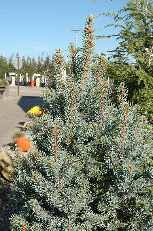 Iseli Fastigiate Spruce (Picea pungens 'Iseli Fastigiata') at Kennedy's Country Gardens