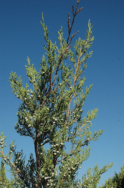 Hetz Columnar Juniper (Juniperus chinensis 'Hetz Columnar') at Kennedy's Country Gardens