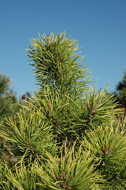 Chief Joseph Lodgepole Pine (Pinus contorta 'Chief Joseph') at Kennedy's Country Gardens