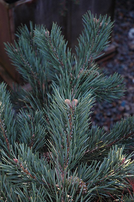 Albyn Prostrate Scotch Pine (Pinus sylvestris 'Albyn Prostrata') at Kennedy's Country Gardens