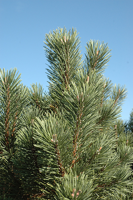 Columnar Mugo Pine (Pinus mugo 'Columnaris') at Kennedy's Country Gardens