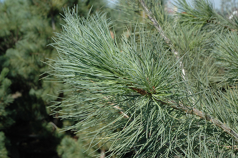 Blue Macedonian Pine (Pinus peuce 'Glauca') at Kennedy's Country Gardens
