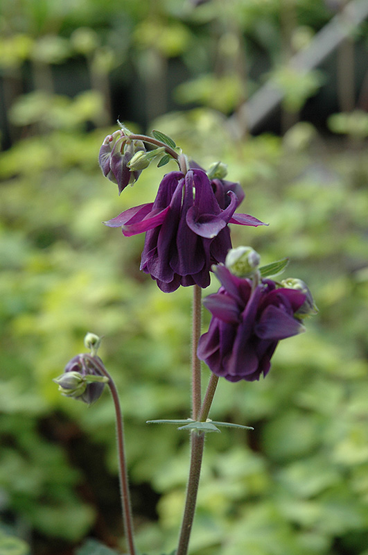 Lime Frost Columbine (Aquilegia vulgaris 'Lime Frost') at Kennedy's Country Gardens