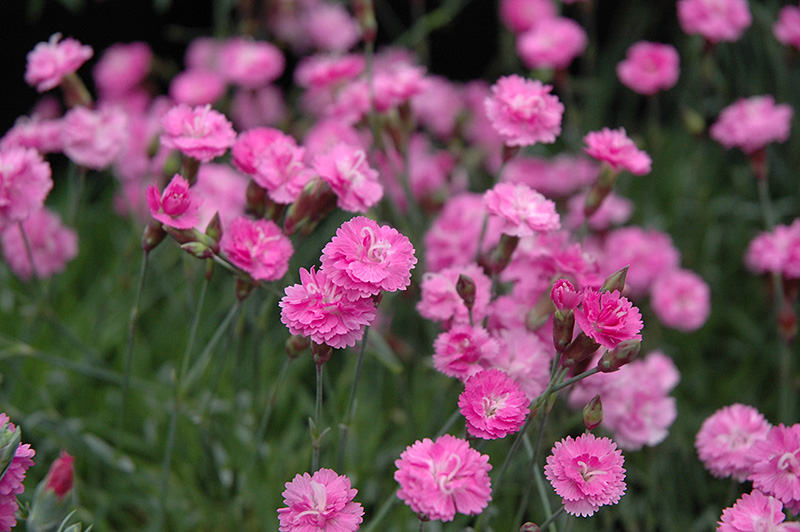 Tiny Rubies Dwarf Mat Pinks (Dianthus gratianopolitanus 'Tiny Rubies') at Kennedy's Country Gardens