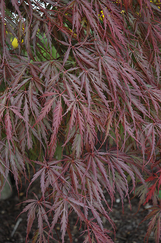Tamukeyama Japanese Maple (Acer palmatum 'Tamukeyama') at Kennedy's Country Gardens