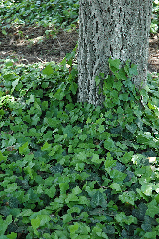Baltic Ivy (Hedera helix 'Baltica') at Kennedy's Country Gardens