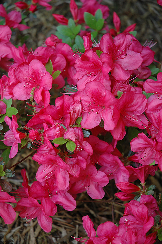 Mother's Day Azalea (Rhododendron 'Mother's Day') at Kennedy's Country Gardens