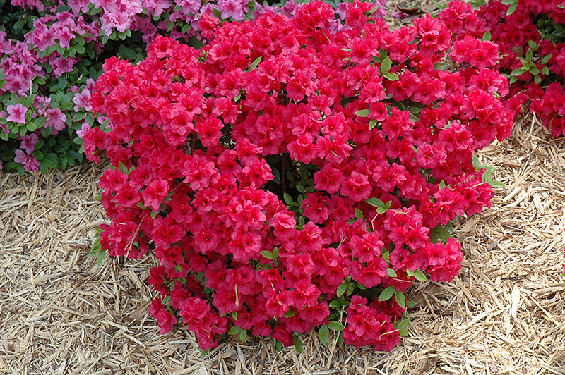 Hershey's Red Azalea (Rhododendron 'Hershey's Red') at Kennedy's Country Gardens