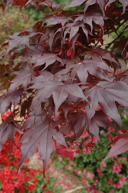 Bloodgood Japanese Maple (Acer palmatum 'Bloodgood') at Kennedy's Country Gardens