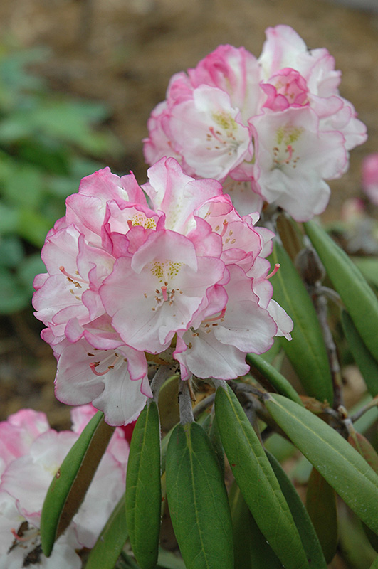 Ken Janeck Rhododendron (Rhododendron 'Ken Janeck') at Kennedy's Country Gardens