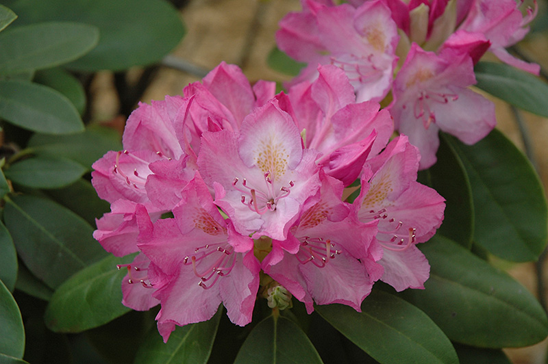 English Roseum Rhododendron (Rhododendron catawbiense 'English Roseum') at Kennedy's Country Gardens