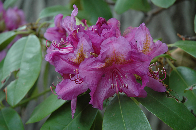 Lee's Dark Purple Rhododendron (Rhododendron catawbiense 'Lee's Dark Purple') at Kennedy's Country Gardens