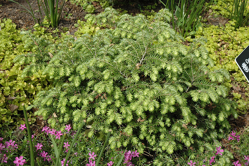 Moon Frost Hemlock (Tsuga canadensis 'Moon Frost') at Kennedy's Country Gardens