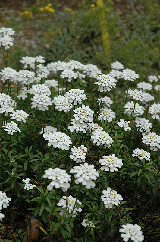 Purity Candytuft (Iberis sempervirens 'Purity') at Kennedy's Country Gardens