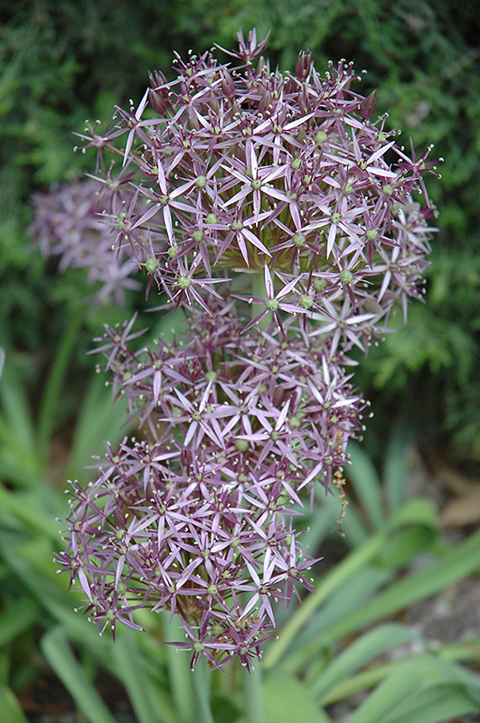 Star Of Persia Onion (Allium christophii) at Kennedy's Country Gardens