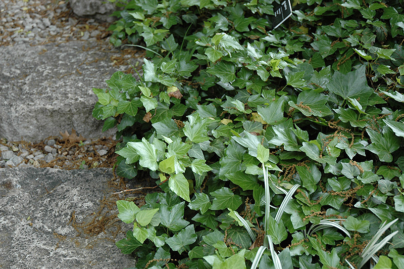 Garland Ivy (Hedera helix 'Garland') at Kennedy's Country Gardens