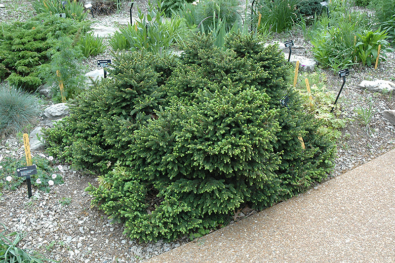Pumila Norway Spruce (Picea abies 'Pumila') at Kennedy's Country Gardens