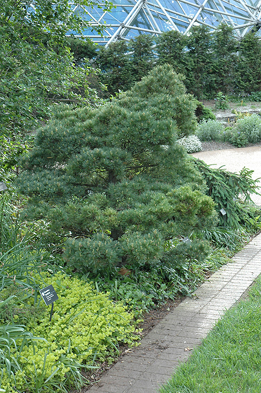 Macopin Eastern White Pine (Pinus strobus 'Macopin') at Kennedy's Country Gardens