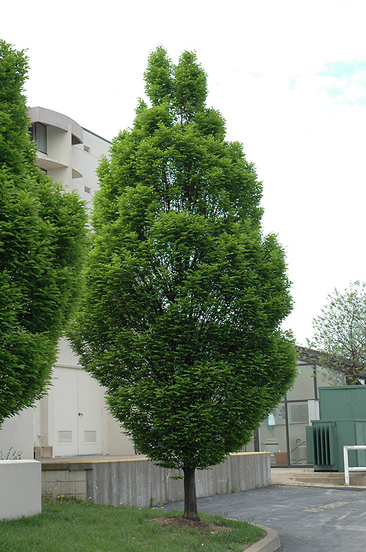 Pyramidal European Hornbeam (Carpinus betulus 'Fastigiata') at Kennedy's Country Gardens