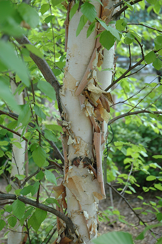 Heritage River Birch (Betula nigra 'Heritage') at Kennedy's Country Gardens