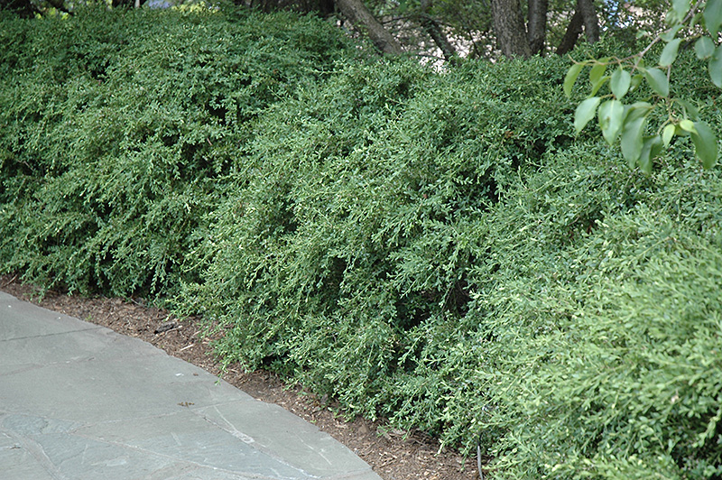 Wintergreen Boxwood (Buxus microphylla 'Wintergreen') at Kennedy's Country Gardens