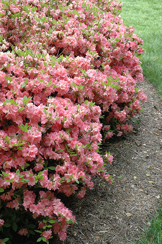 Blaauw's Pink Azalea (Rhododendron 'Blaauw's Pink') at Kennedy's Country Gardens