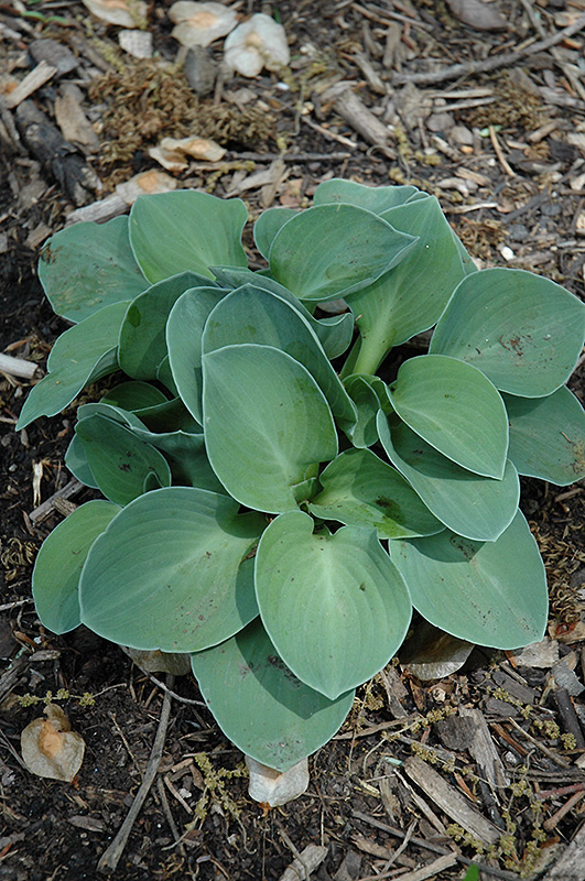Blue Mouse Ears Hosta (Hosta 'Blue Mouse Ears') at Kennedy's Country Gardens