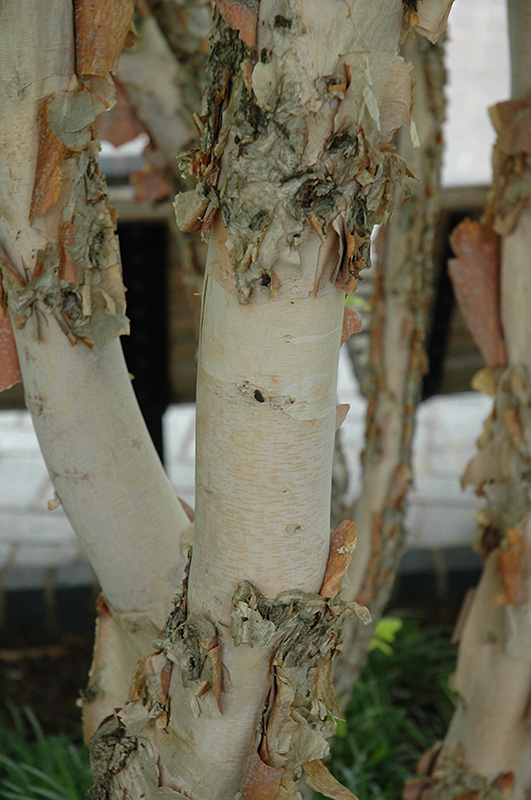 Fox Valley River Birch (Betula nigra 'Little King') at Kennedy's Country Gardens