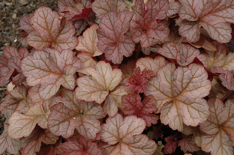Pinot Gris Coral Bells (Heuchera 'Pinot Gris') at Kennedy's Country Gardens