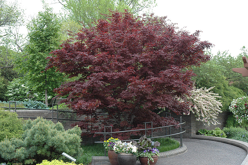 Bloodgood Japanese Maple (Acer palmatum 'Bloodgood') at Kennedy's Country Gardens