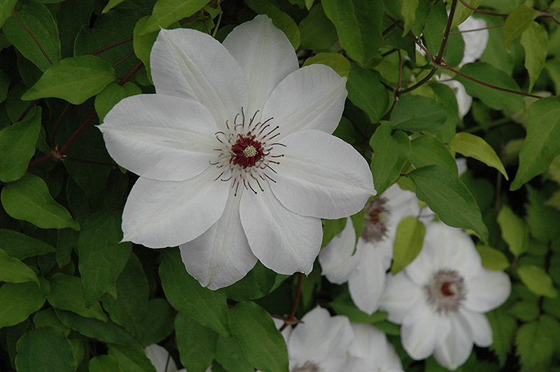 Henryi Hybrid Clematis (Clematis 'Henryi') at Kennedy's Country Gardens