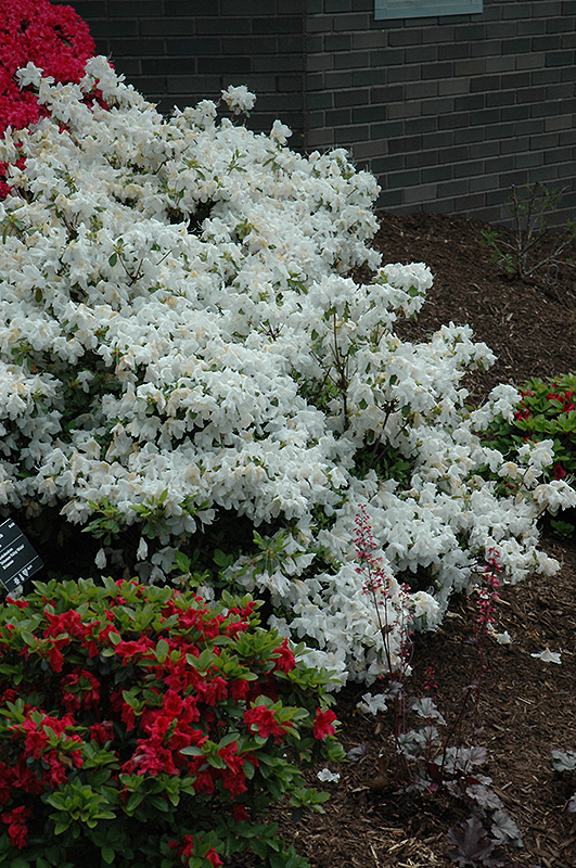 Delaware Valley White Azalea (Rhododendron 'Delaware Valley White') at Kennedy's Country Gardens