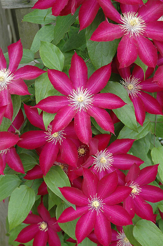 Bourbon Clematis (Clematis 'Bourbon') at Kennedy's Country Gardens