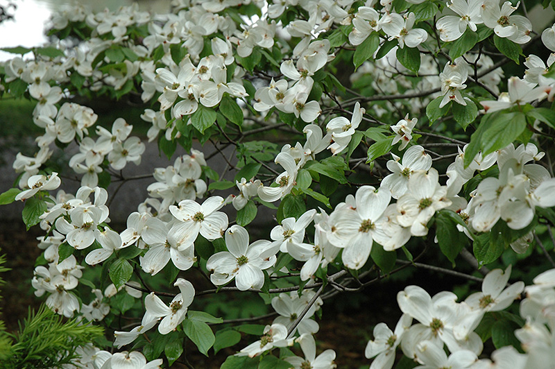 Cherokee Princess Flowering Dogwood (Cornus florida 'Cherokee Princess') at Kennedy's Country Gardens