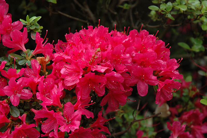 Hino Crimson Azalea (Rhododendron 'Hino Crimson') at Kennedy's Country Gardens