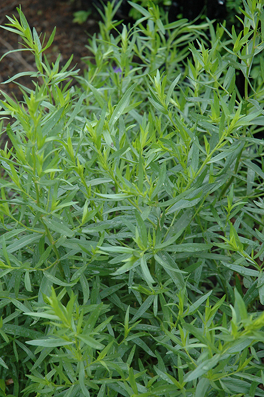 French Tarragon (Artemisia dracunculus 'Sativa') at Kennedy's Country Gardens