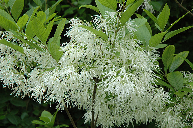 White Fringetree (Chionanthus virginicus) at Kennedy's Country Gardens