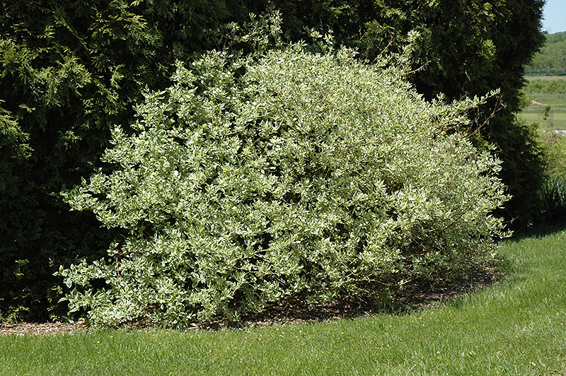 Silver and Gold Dogwood (Cornus sericea 'Silver and Gold') at Kennedy's Country Gardens