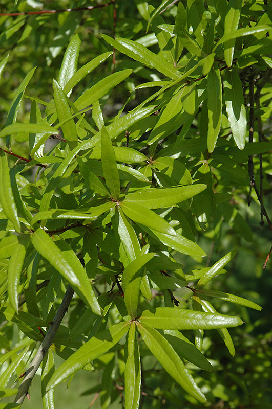 Willow Oak (Quercus phellos) at Kennedy's Country Gardens