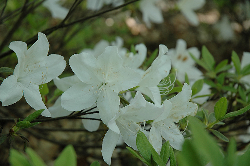 Mucronatum Azalea (Rhododendron mucronatum) at Kennedy's Country Gardens
