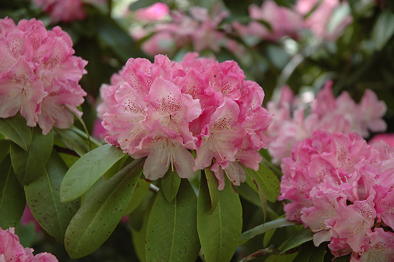 Holden Rhododendron (Rhododendron 'Holden') at Kennedy's Country Gardens